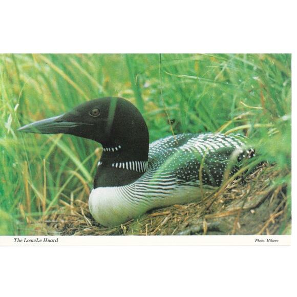 The Loon Bird Postcard Unposted - Picture 1 of 2